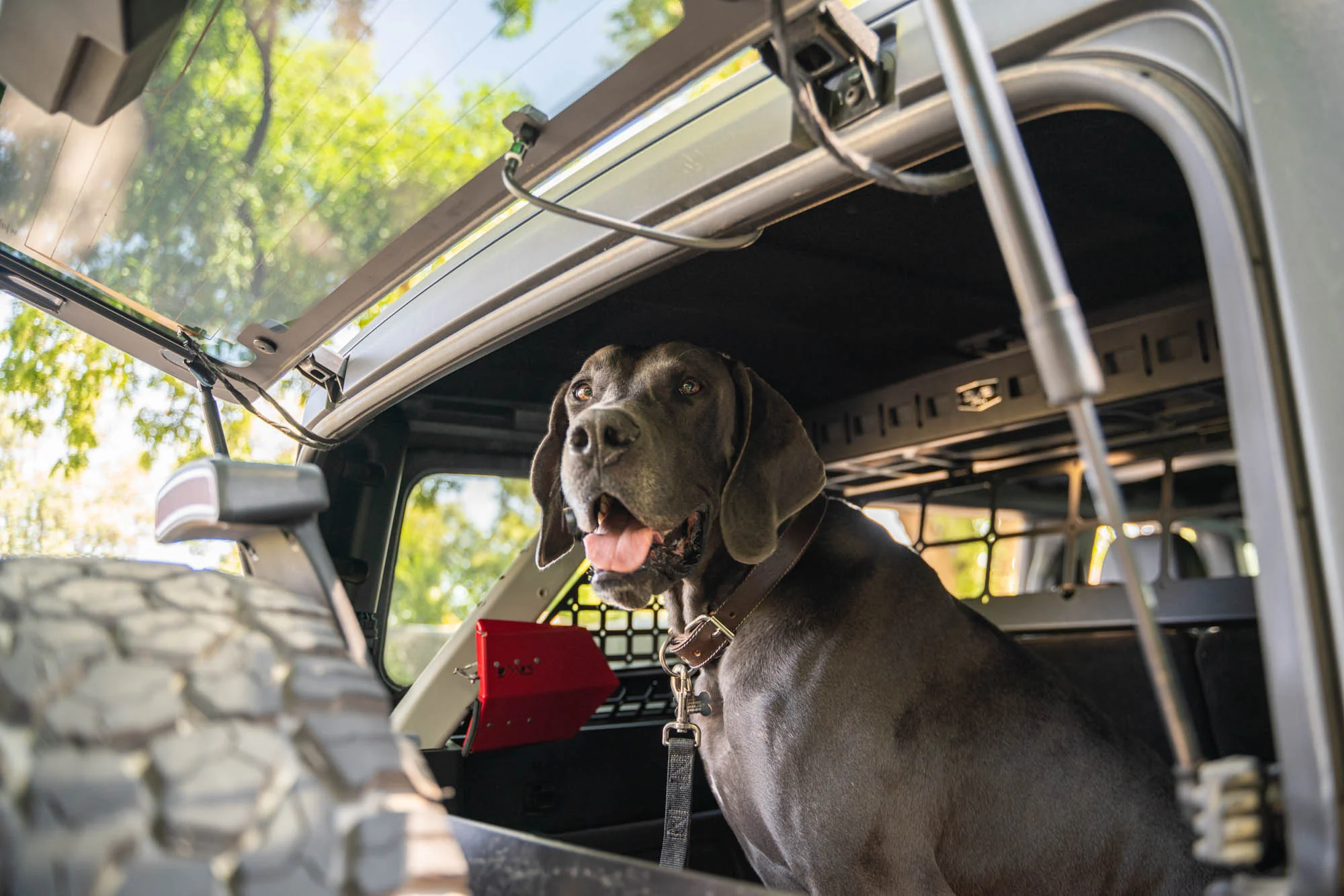 2021-2024 Ford Bronco | Dog Barrier - Image 12