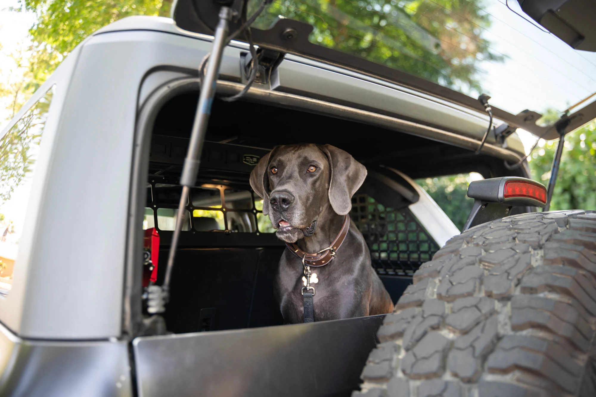 2021-2024 Ford Bronco | Dog Barrier - Image 13