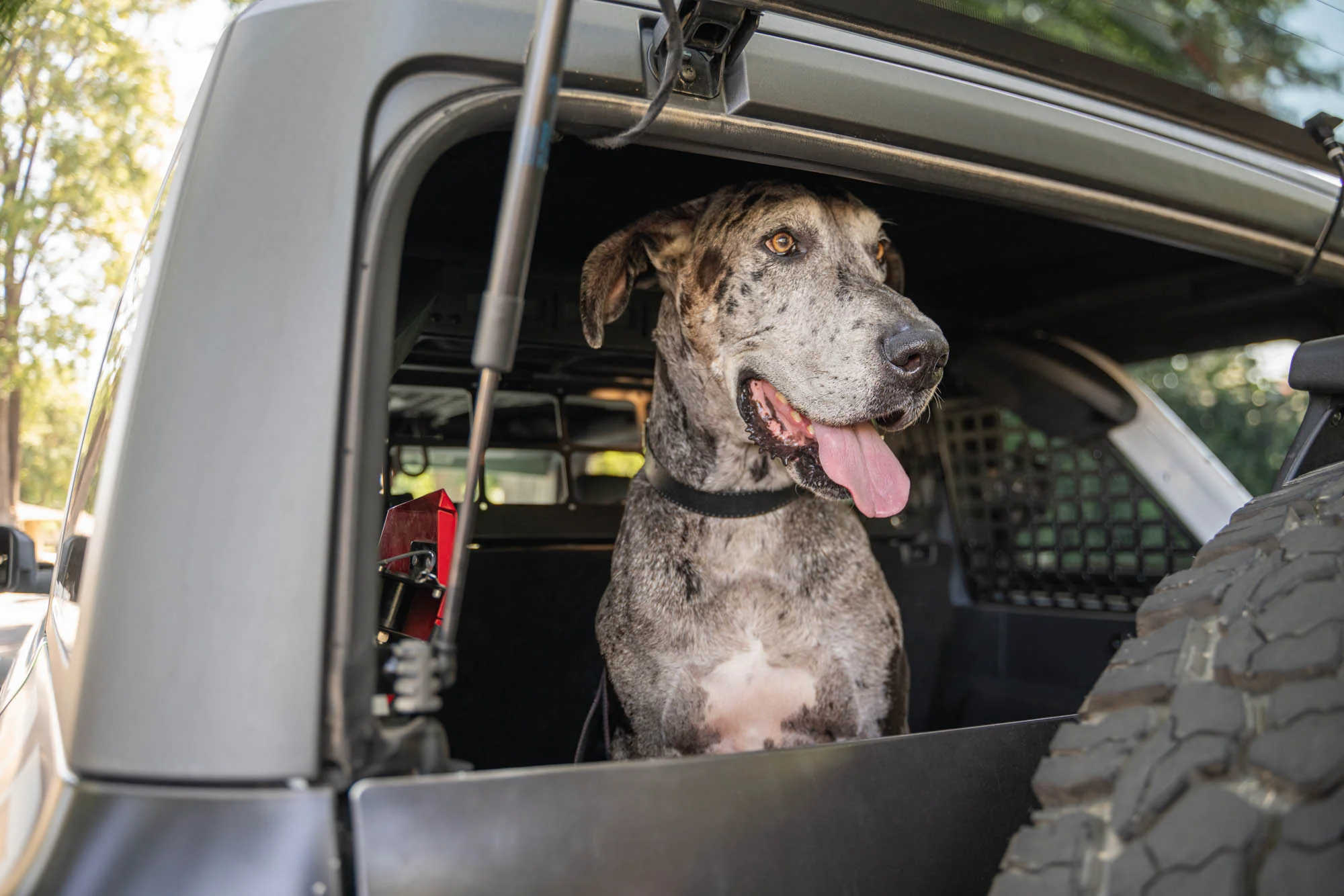 2021-2024 Ford Bronco | Dog Barrier - Image 14