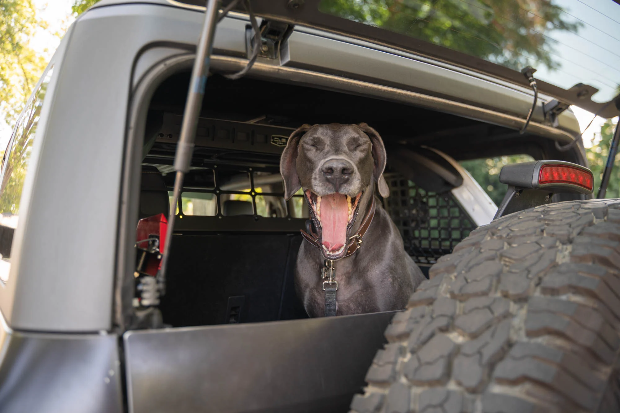 2021-2024 Ford Bronco | Dog Barrier - Image 2
